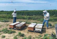 Transporting and moving bees