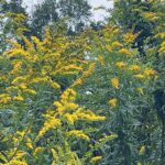 golden rod