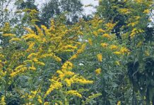 Varroa destructor and overwintering bees golden rod