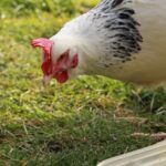 Reader: Ruffled feathers hen