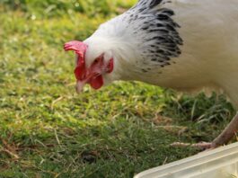 Reader: Ruffled feathers hen