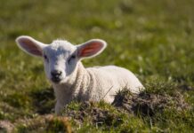 Welcoming bundles of joy late in the season lamb