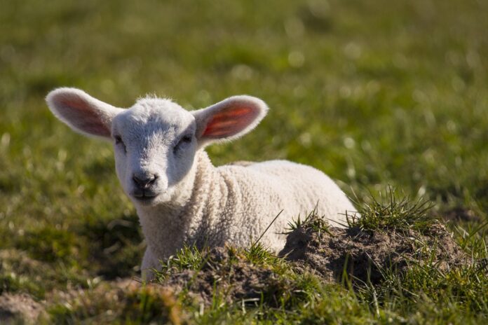 lamb