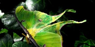 Uncovering the mysteries of nature’s third shift luna moth