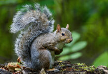 September marks start of fall hunting seasons squirrel