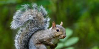 September marks start of fall hunting seasons squirrel