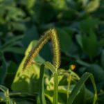 When it comes to weeds, what is the best course of action? foxtail