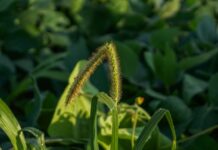 When it comes to weeds, what is the best course of action? foxtail