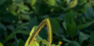 foxtail