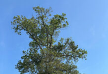 Wayne SWCD announces Big Tree winner Shagbark Hickory