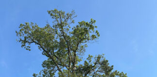 Wayne SWCD announces Big Tree winner Shagbark Hickory