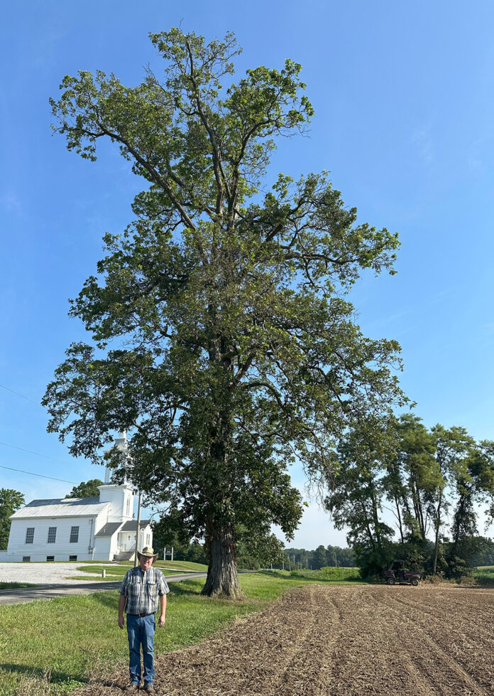 Shagbark Hickory