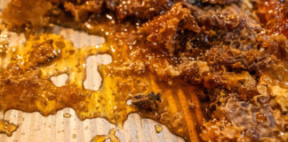 How to use honey for healing Matt Partsch honey