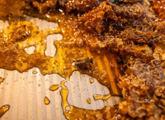 How to use honey for healing Matt Partsch honey