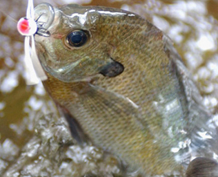 bluegill