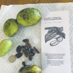 Ohio Pawpaw Festival and bees pawpaw fruits and seeds