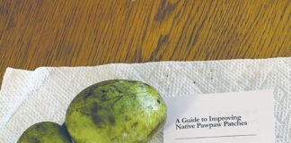 pawpaw fruits and seeds