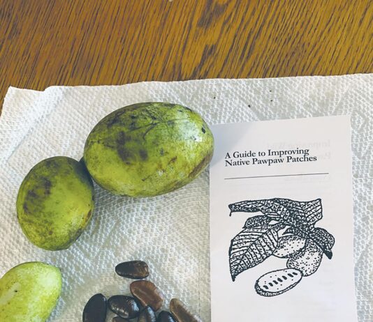 pawpaw fruits and seeds