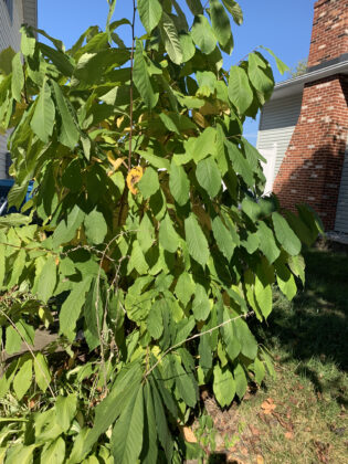 pawpaw tree