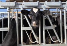 The word of the year is ‘stewardship’