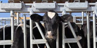 The word of the year is ‘stewardship’