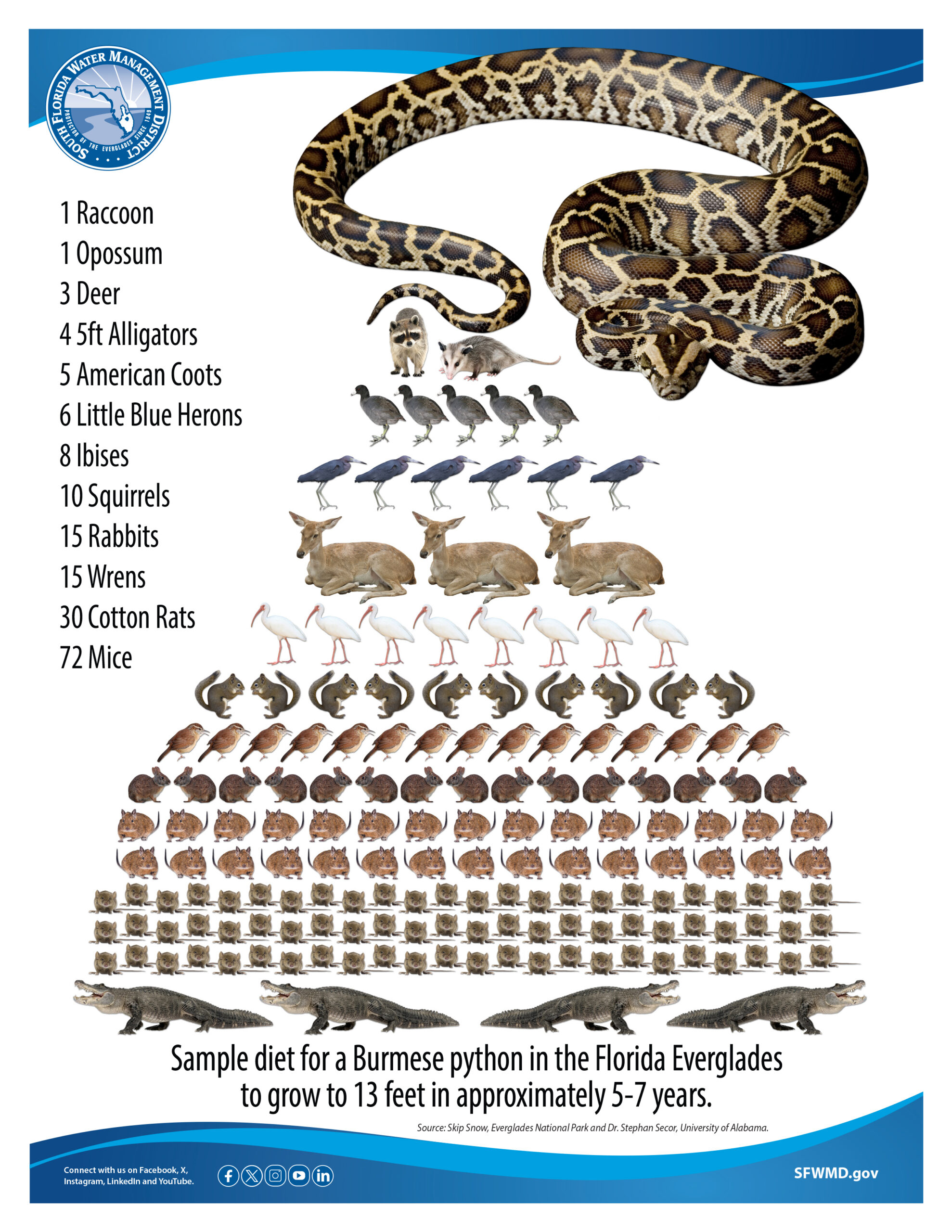 Python Diet