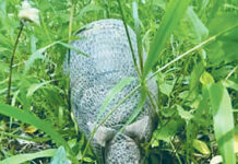 An army of amicable armadillos armadillo