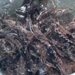 A roadmap for conservation: Inside Ohio’s 2025 wildlife wins