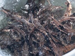 A roadmap for conservation: Inside Ohio’s 2025 wildlife wins