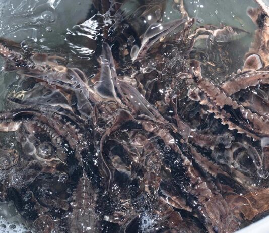 A roadmap for conservation: Inside Ohio’s 2025 wildlife wins