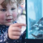 Return of sturgeon to Cuyahoga River signals water quality victory