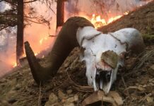 Using fire as a management tool fire