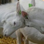 Embrace those who disagree headbutt