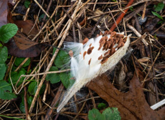 How to plant milkweed Milkweed pod