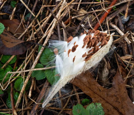 How to plant milkweed Milkweed pod