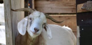 smiling goat