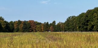 Now is the time for weed control waterhemp and beans