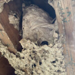 Fall hive preparation and controlling yellow jackets yellow jacket hive