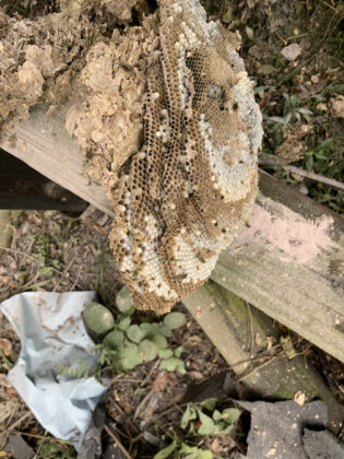 yellow jacket larvae