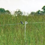 Chart a course in conservation Bobolink