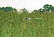 Bobolink
