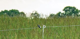 Chart a course in conservation Bobolink