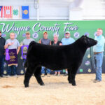 2025 Wayne County Junior Fair Sale Results