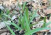 Second species of wild ramps discovered in southwestern Pennsylvania allium burdickii