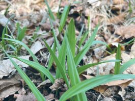Second species of wild ramps discovered in southwestern Pennsylvania allium burdickii