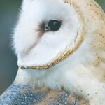 barn owl