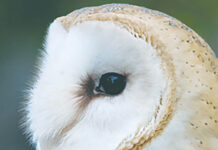 barn owl