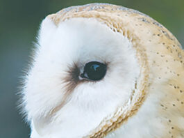 barn owl