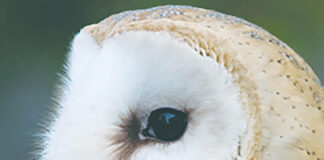 barn owl