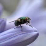 Giving thanks for a holiday free of fly infestations this year fly